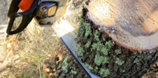 На Чернігівщині селищна рада відшкодувала понад 350 тисяч гривень за незаконну рубку дубів