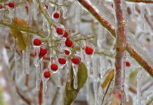 Синоптики дали прогноз погоди на три дні: чи підуть в Україні морози на спад
