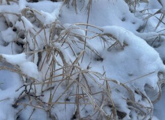 Україну накриє похолодання до -16 градусів, але потім прийде потепління: прогноз на 26 січня