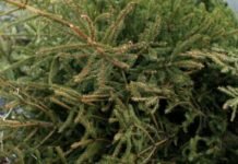 У Чернігові новорічні ялинки можна здати на переробку: куди нести