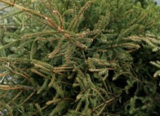 У Чернігові новорічні ялинки можна здати на переробку: куди нести