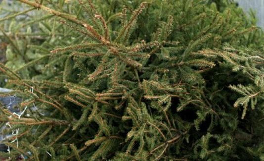 У Чернігові новорічні ялинки можна здати на переробку: куди нести