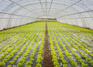 Государство частично будет покрывать стоимость строительства теплиц и обустройства садов