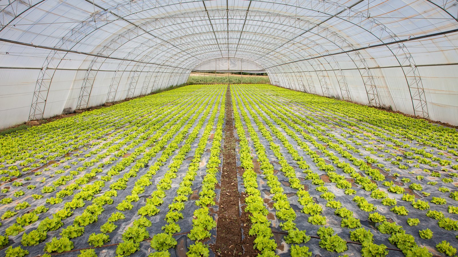 Государство частично будет покрывать стоимость строительства теплиц и обустройства садов