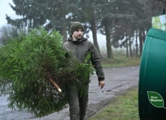На Чернігівщині та Сумщині продали понад 19 тисяч новорічних ялинок
