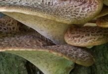 Гриби, що не бояться морозів: на Чернігівщині взимку можна зустріти трутовики