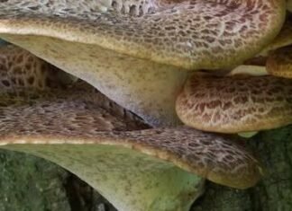 Гриби, що не бояться морозів: на Чернігівщині взимку можна зустріти трутовики