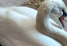 У Чернігові рятувальники звільнили лебедя з крижаної пастки