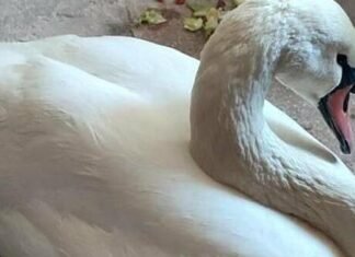 У Чернігові рятувальники звільнили лебедя з крижаної пастки