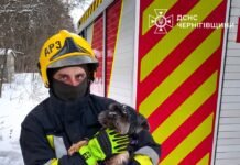 Собака впав у комунікаційну шахту під час прогулянки у Чернігові