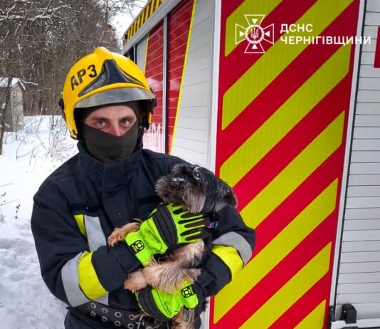 Собака впав у комунікаційну шахту під час прогулянки у Чернігові