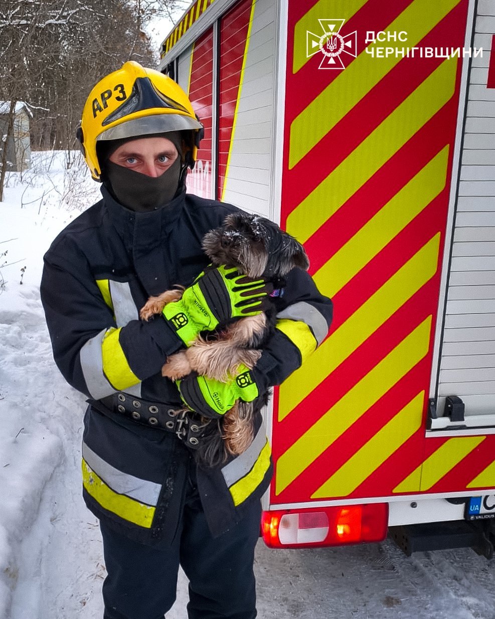 Собака впав у комунікаційну шахту під час прогулянки у Чернігові