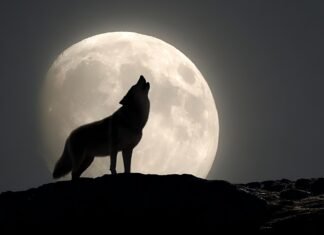 Первое небесное шоу 2026 года: 3 января на небе появится Волчья Луна и метеорный поток