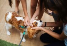 Какие собаки дольше всех живут: 7 пород, известные долголетием и преданностью