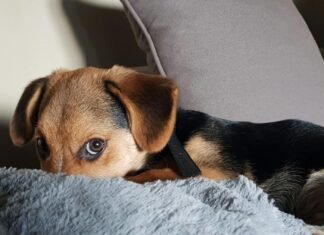 Владельцы впервые оставили собаку дома наедине: увиденное по возвращении вызвало шок (фото)