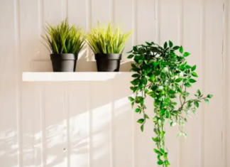 Побороть плесень навсегда: семь растений, которые хорошо поглощают влагу