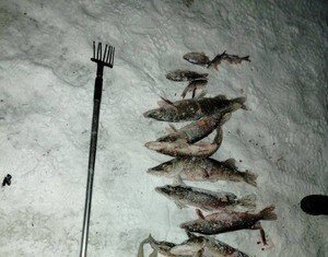 Майже 53 тисячі гривень збитків: на Чернігівщині браконьєр незаконно ловив рибу остями