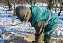 На Прилуччині зафіксували незаконну вирубку лісових смуг: збитки перевищують 6,5 млн грн