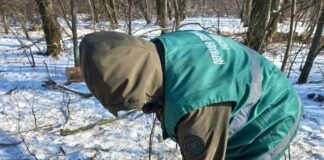 На Прилуччині зафіксували незаконну вирубку лісових смуг: збитки перевищують 6,5 млн грн