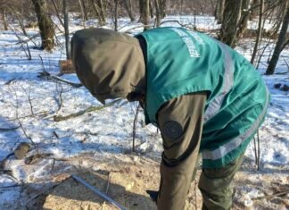 На Прилуччині зафіксували незаконну вирубку лісових смуг: збитки перевищують 6,5 млн грн