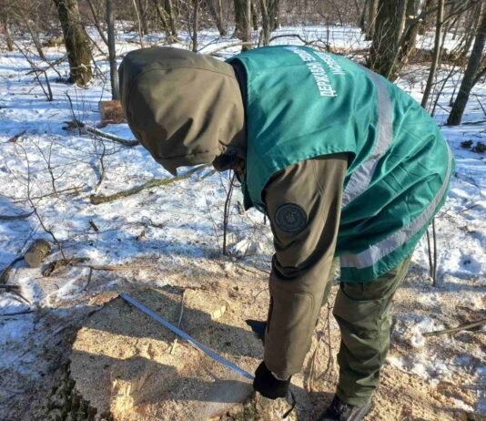 На Прилуччині зафіксували незаконну вирубку лісових смуг: збитки перевищують 6,5 млн грн