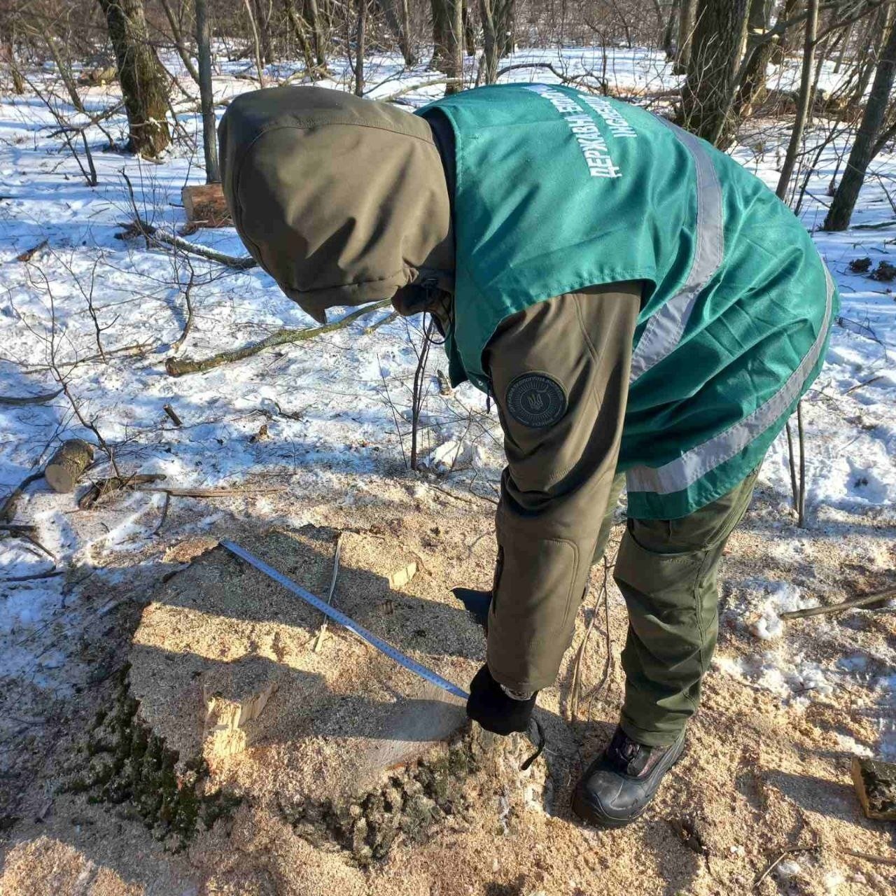 На Прилуччині зафіксували незаконну вирубку лісових смуг: збитки перевищують 6,5 млн грн
