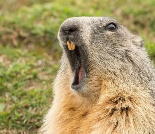 День бабака: що це за свято, цікаві факти та хто віщуватиме весну в Україні у 2026 році