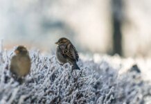 Нічні морози до -18° і відлига вдень: прогноз погоди в Україні на 11 лютого