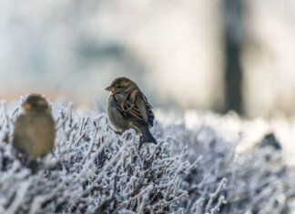 Нічні морози до -18° і відлига вдень: прогноз погоди в Україні на 11 лютого