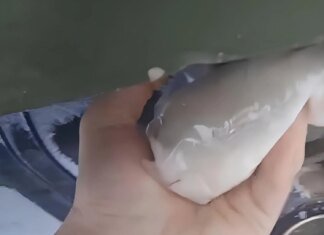 Партизан АТЕШ вивів з ладу російську спецтехніку з обладнанням "Омут" на Брянщині