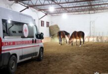 Рятувальна операція на Харківщині: 19 коней евакуйовано з прифронтової зони