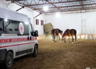 Рятувальна операція на Харківщині: 19 коней евакуйовано з прифронтової зони