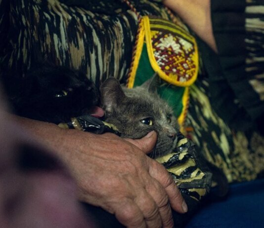 Понад 130 тис. українців евакуйовано за рік, житло потрібне 4,6 млн переселенців — віцепрем'єр