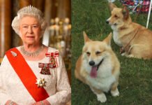 Даже корги Елизаветы II: скандал с Эпштейном задел собак покойной королевы