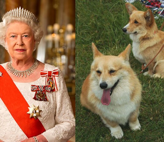 Даже корги Елизаветы II: скандал с Эпштейном задел собак покойной королевы