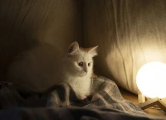 Чернігівські енергетики пояснили причини різної тривалості відключень та зміни ГПВ