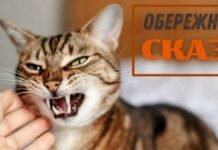 У місті Остер на Чернігівщині ввели карантин через сказ у кота