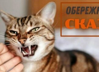 У місті Остер на Чернігівщині ввели карантин через сказ у кота