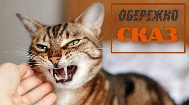 У місті Остер на Чернігівщині ввели карантин через сказ у кота