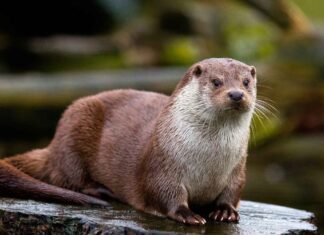 На Чернігівщині мешкає річкова видра – вправний плавець і хижак, що виживає навіть під льодом