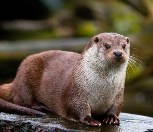 На Чернігівщині мешкає річкова видра – вправний плавець і хижак, що виживає навіть під льодом