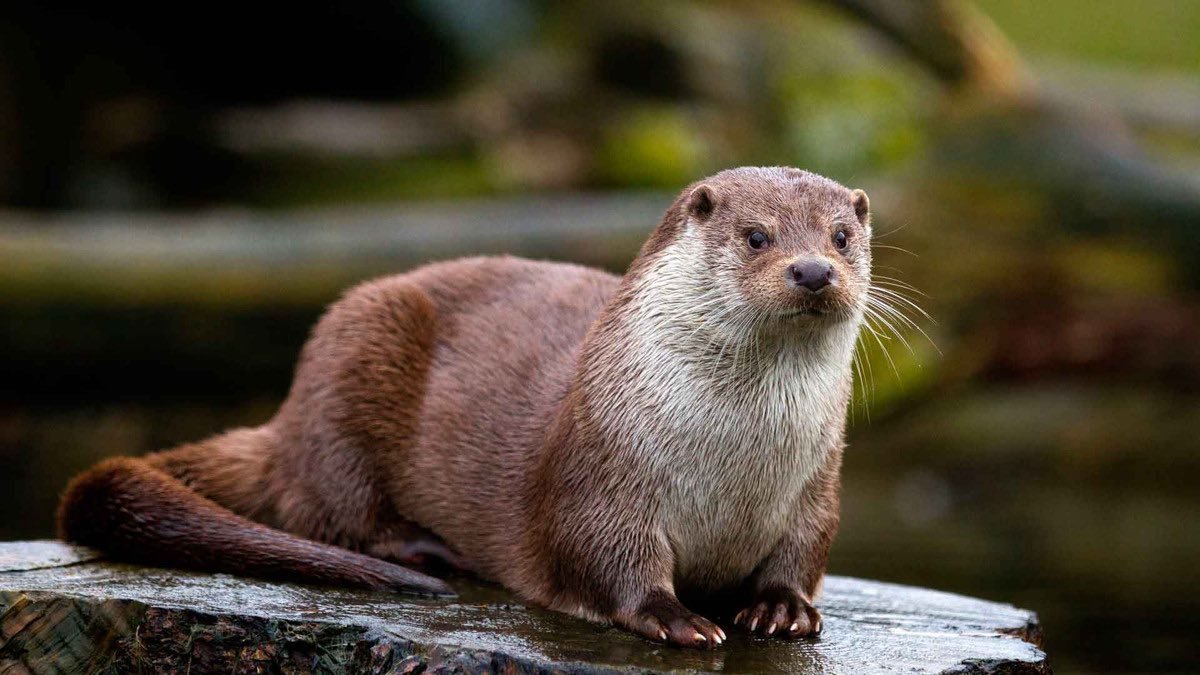 На Чернігівщині мешкає річкова видра – вправний плавець і хижак, що виживає навіть під льодом