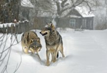 На Городнянщині вовки заходять у села та розривають собак