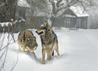 На Городнянщині вовки заходять у села та розривають собак