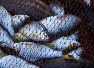 За незаконний вилов 70 кг риби житель Чернігівщини сплатив понад 102 тисячі гривень