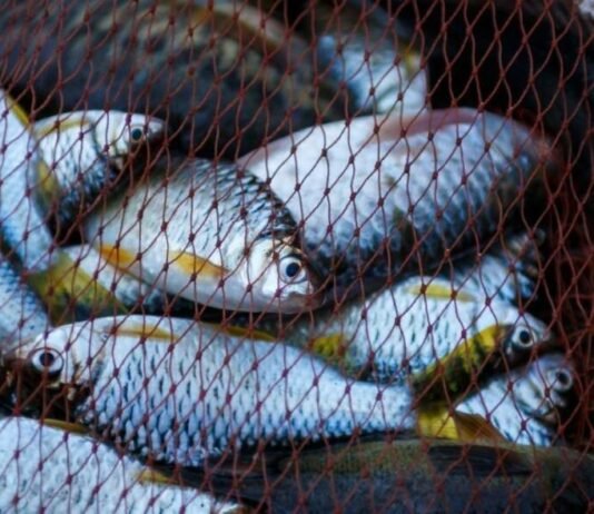 За незаконний вилов 70 кг риби житель Чернігівщини сплатив понад 102 тисячі гривень