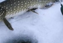 На Чернігівщині 15 лютого стартує заборона на вилов щуки: який штраф