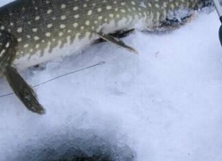 На Чернігівщині 15 лютого стартує заборона на вилов щуки: який штраф