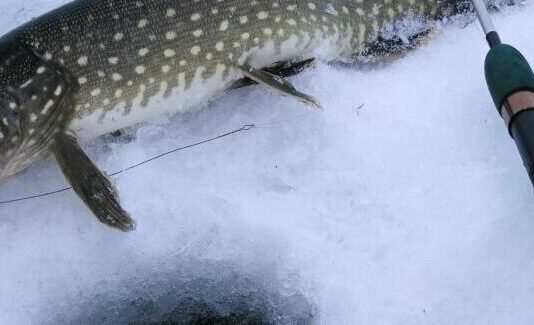 На Чернігівщині 15 лютого стартує заборона на вилов щуки: який штраф