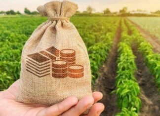 На Чернігівщині 51 агропідприємець отримав кредити на розвиток на суму 0,5 млрд грн